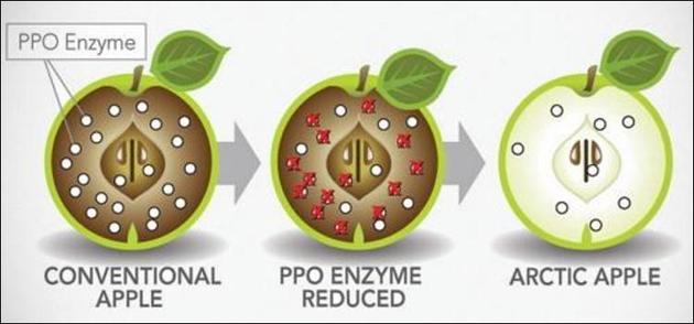 转基因苹果即将在美国上市，切开三周不变色