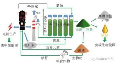 微藻不仅能"吃"下雾霾元凶，还能产出上等生物油脂