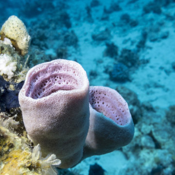 演化生物学难题解决？研究称海绵才是最古老的动物