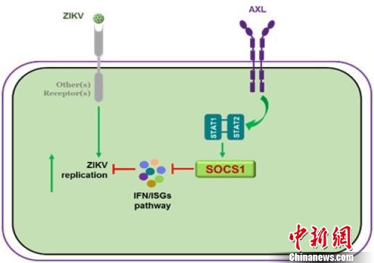 中国学者率先揭示寨卡病毒感染神经细胞的新机制