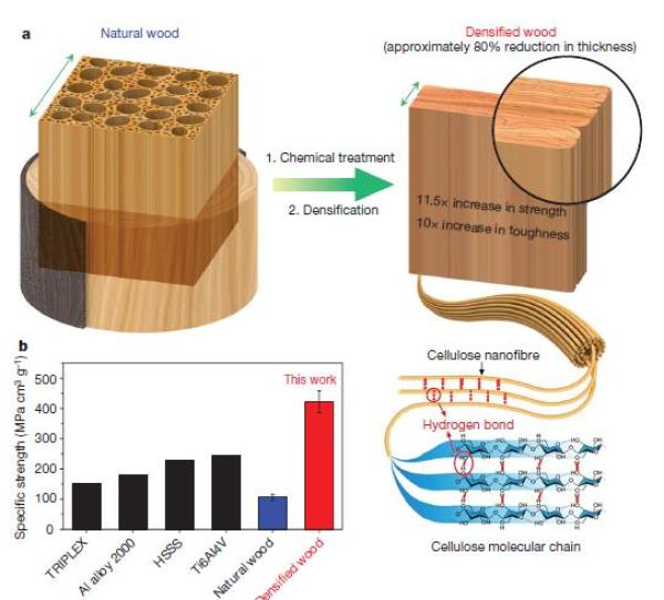 华人科学家让木材强度媲美钢材：超级致密，厚度减少八成