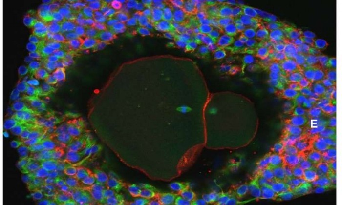 科学家首次成功在实验室里培育出人类卵细胞