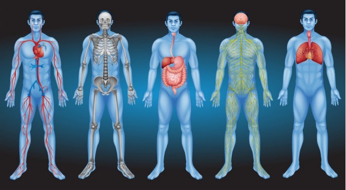 科学家发现一个人体新器官 Interstitium