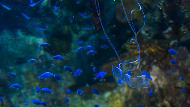 透明的机器鳗鱼可能会成为海洋生物学家的最佳“助手”
