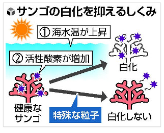 日本研究发现可防止珊瑚白化死亡的物质