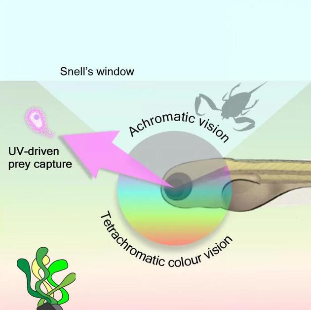 幼年斑马鱼360度四色视觉：对物体有不同的颜色感知力