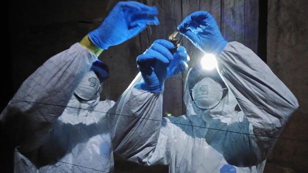 又是蝙蝠：科学家在塞拉利昂发现新型埃博拉病毒