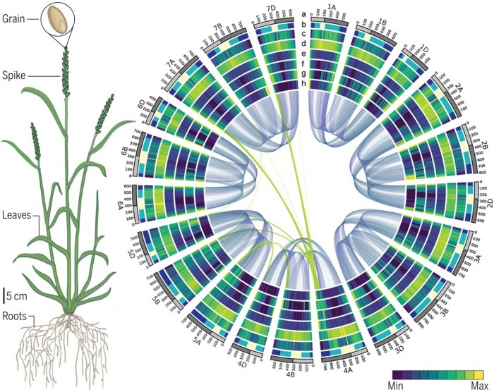 历经13年 小麦基因组图谱绘制完成