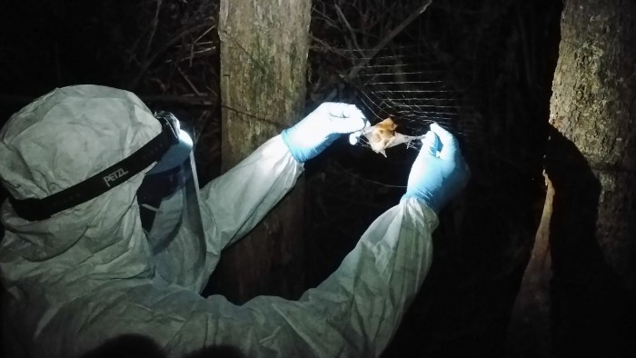 蝙蝠体内发现第六种埃博拉病毒：可能感染人类