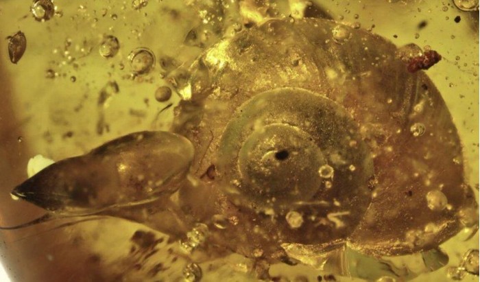 科研人员发现一亿年前带触角的蜗牛琥珀