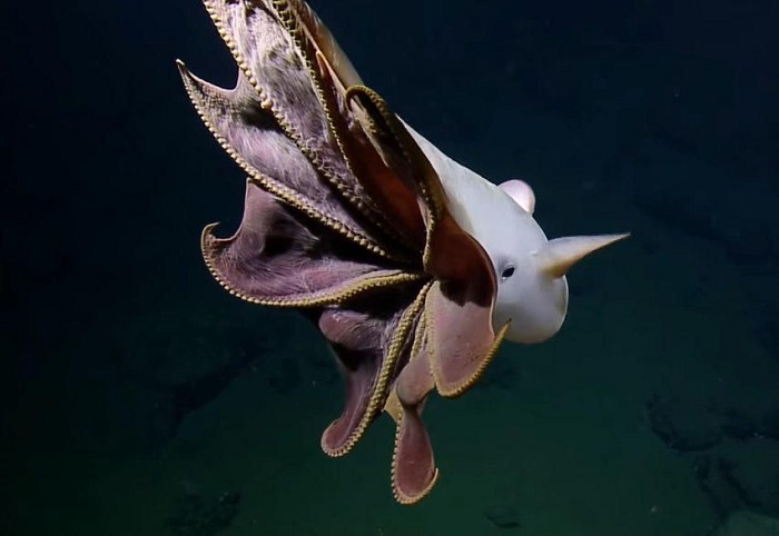 科学家发现神似“小飞象”的深海章鱼