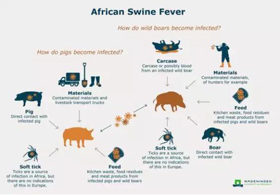 又发现非洲猪瘟？真到了“谈猪色变”的时候了吗？