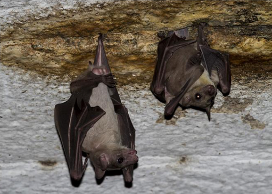 研究发现：在蝙蝠体内发现的病毒与埃博拉病毒有关