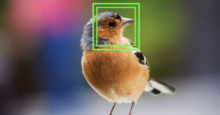 科学家研发出可用于鸟类的面部识别技术