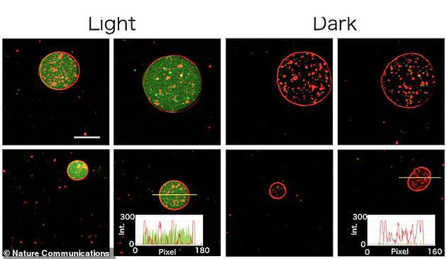 科学家在实验室合成了能独立进行光合作用的人造细胞