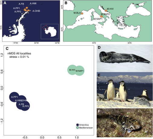 科学家利用海绵更容易地检测水生环境的eDNA