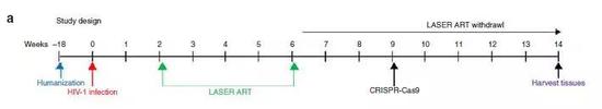 离治愈艾滋更近一步！抗病毒疗法消除动物体内HIV病毒