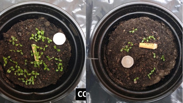 研究：被扔掉的烟蒂会对植物生长产生危害