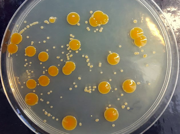 地球微生物具有较强耐受性 可能幸存于火星湖泊