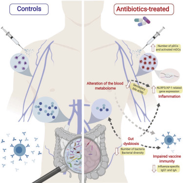 抗生素对肠道微生物菌群的杀伤力 也会削减疫苗的抗体应答效力