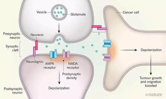 癌细胞竟然会伪装成神经细胞 促进恶性生长