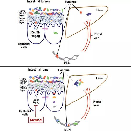喝酒伤肝 这和肠道菌群有什么关系？