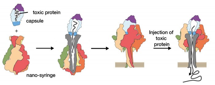 科学家尝试“劫持”细菌的微型“注射器” 将毒素换成有益的药物