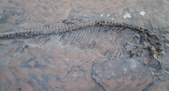 英国男子在海滩遛狗时意外发现6500万年前的鱼龙化石
