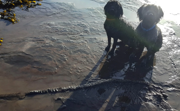 英国男子在海滩遛狗时意外发现6500万年前的鱼龙化石
