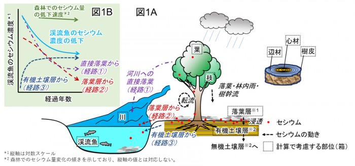 福岛放射性物质能进入淡水鱼体内 途径有三种