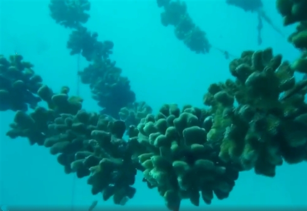 科学家培植大规模“超级珊瑚”：或可抵抗因气候变暖的白化死亡