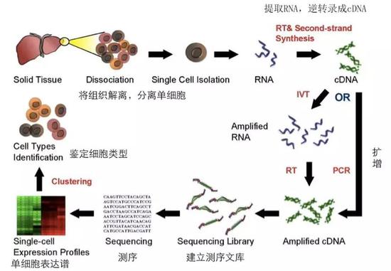 如何猜到新冠病毒“喜欢”感染哪些细胞？