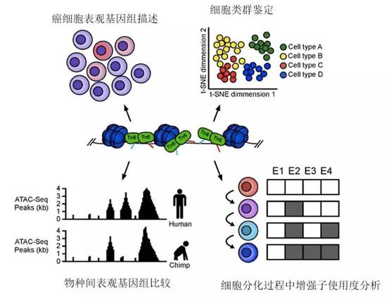 如何猜到新冠病毒“喜欢”感染哪些细胞？