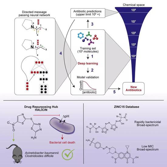 人工智能找到全新抗生素 可杀死超级耐药菌