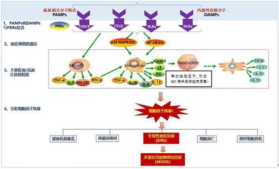 过犹不及的免疫反应：细胞因子风暴如何加速病情