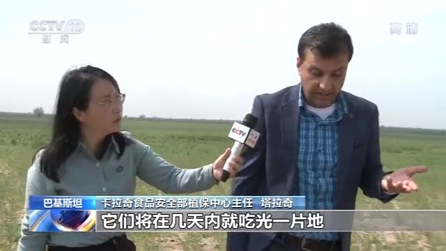 中国工作组考察巴基斯坦蝗灾区：进入交配期 情况比预想严重