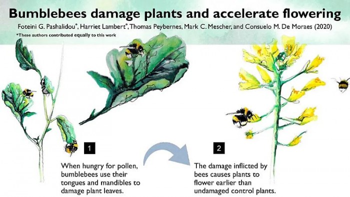 熊蜂的特殊技能：咀嚼树叶能让植物提前30天开花