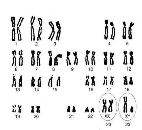 X 和 Y 染色体如何走到一起？