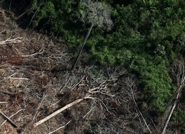 829平方公里雨林在5月消失 巴西月度毁林面积达5年内最大值