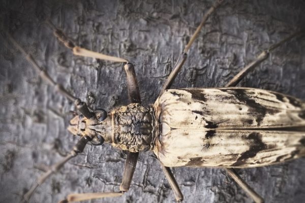 火山甲虫启发科学家发明了可被动冷却的新型材料