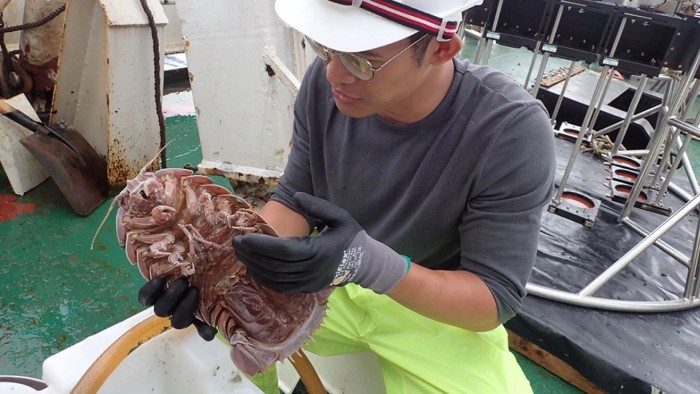 科学家在深海发现“超巨型”等足类动物新物种