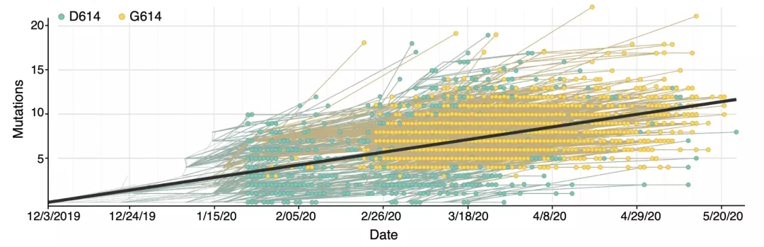 马来西亚确认D614G变异毒株 传播速度快10倍