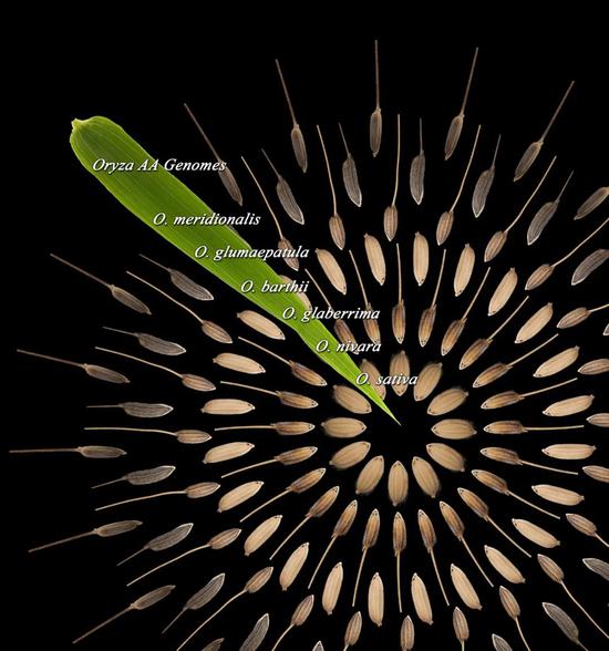 “祖先”野生稻，优秀刻在基因里