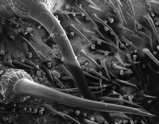 科学家解开地球最毒植物刺痛之谜：新神经毒素作祟