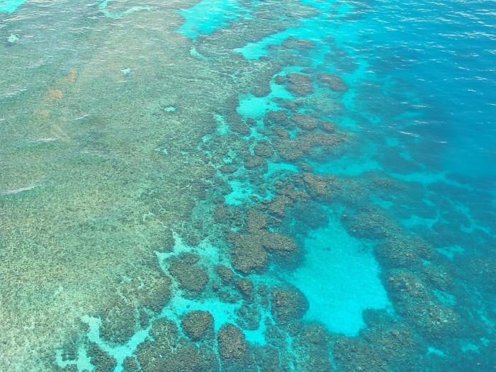 如果所有的珊瑚礁都死了，地球还能维持原样吗?