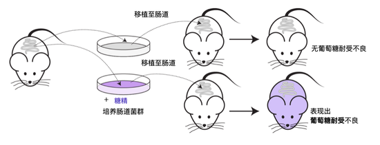 代糖饮料并不健康：增加心血管疾病风险，而且救不了你的体重