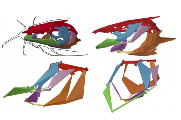 研究称鲶鱼头骨有数个“链接机制” 或能激发新型水下机器人的设计