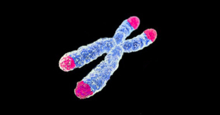 科学家尝试用一种革命性的新疗法“从基因层面逆转衰老”