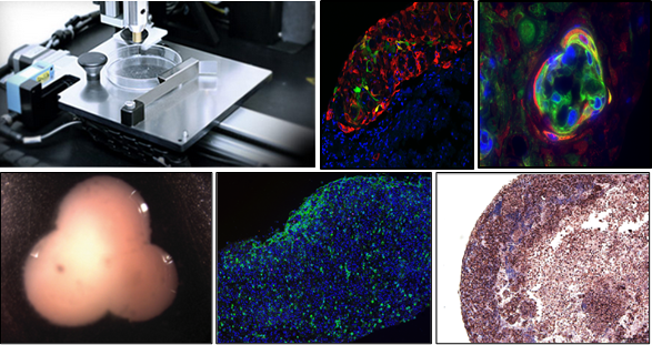 研究人员在实验室中生物打印出迷你人体肾脏 可用于药物测试