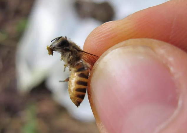研究发现一些蜜蜂用动物粪便来抵御大黄蜂的攻击